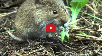 klassische verhaltensforschung