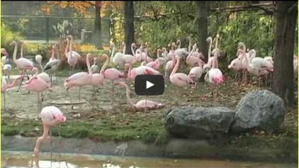 mechanismen evolution